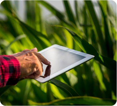 Hand holding a tablet in agricultural field