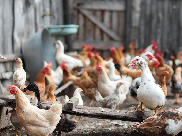 Mixed breed chickens in farmyard