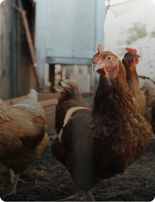 A person in agricultural field with yellow flowers