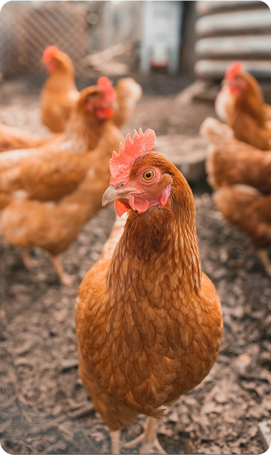 Close up of a brown chicken