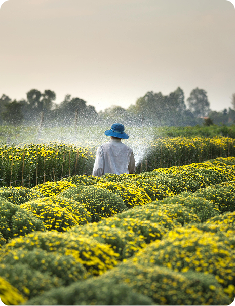 A person in agricultural field with yellow flowers